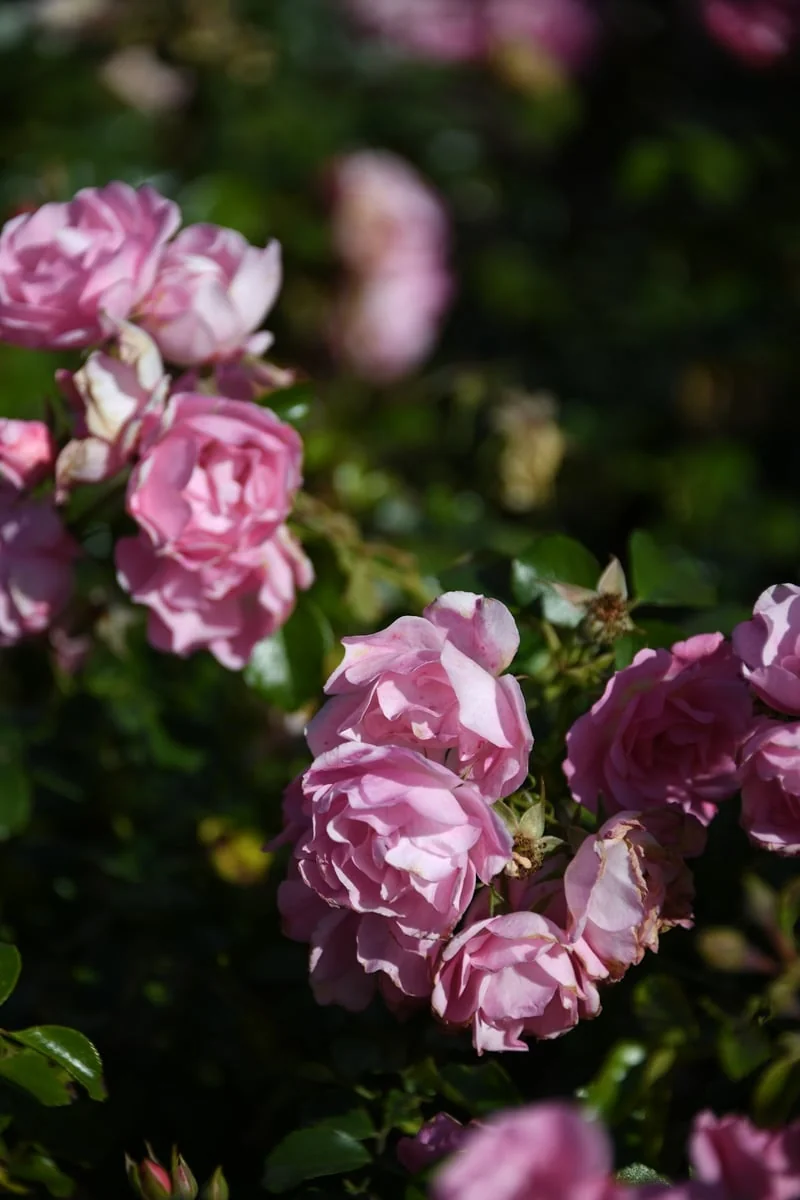 Adrian Gilbert Art - Project 5