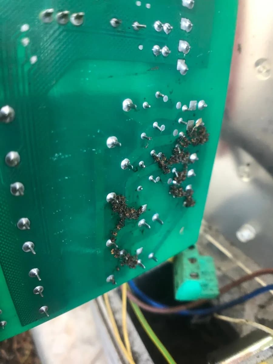 INTO THE WILD, gardening maintenance, painting & window cleaning in Perth - Project 5