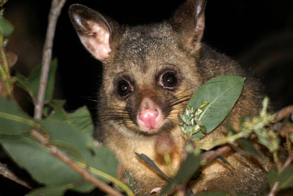1800POSSUMS - Possum Removal Brisbane cover