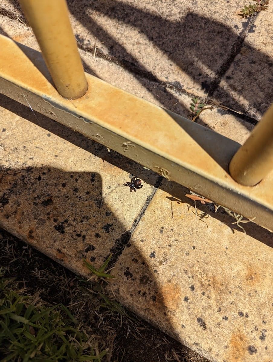 Adaptive Pest Control Perth - Project 5