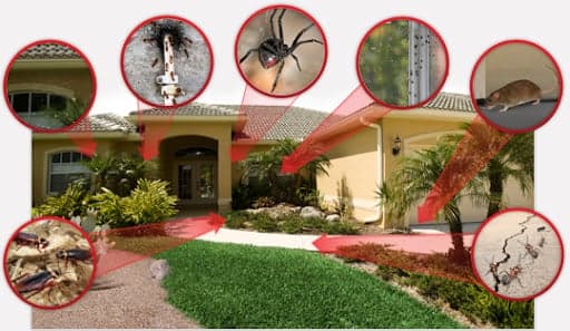 All-U-Need Pest Control & Termite Treatment Perth cover
