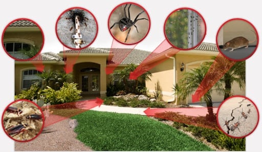 All-U-Need Pest Control & Termite Treatment Perth - Main project