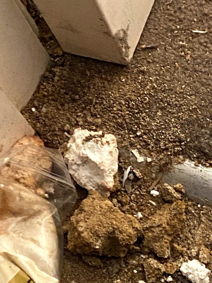 Bargain Pest Control Frenchs Forest