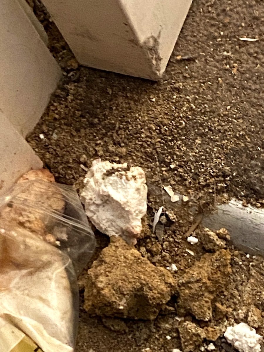 Bargain Pest Control Frenchs Forest - Main project