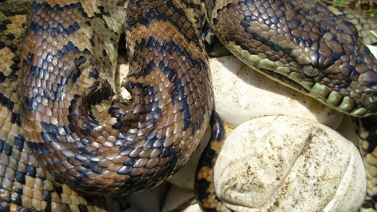 Brisbane Snake Catchers - Project 4