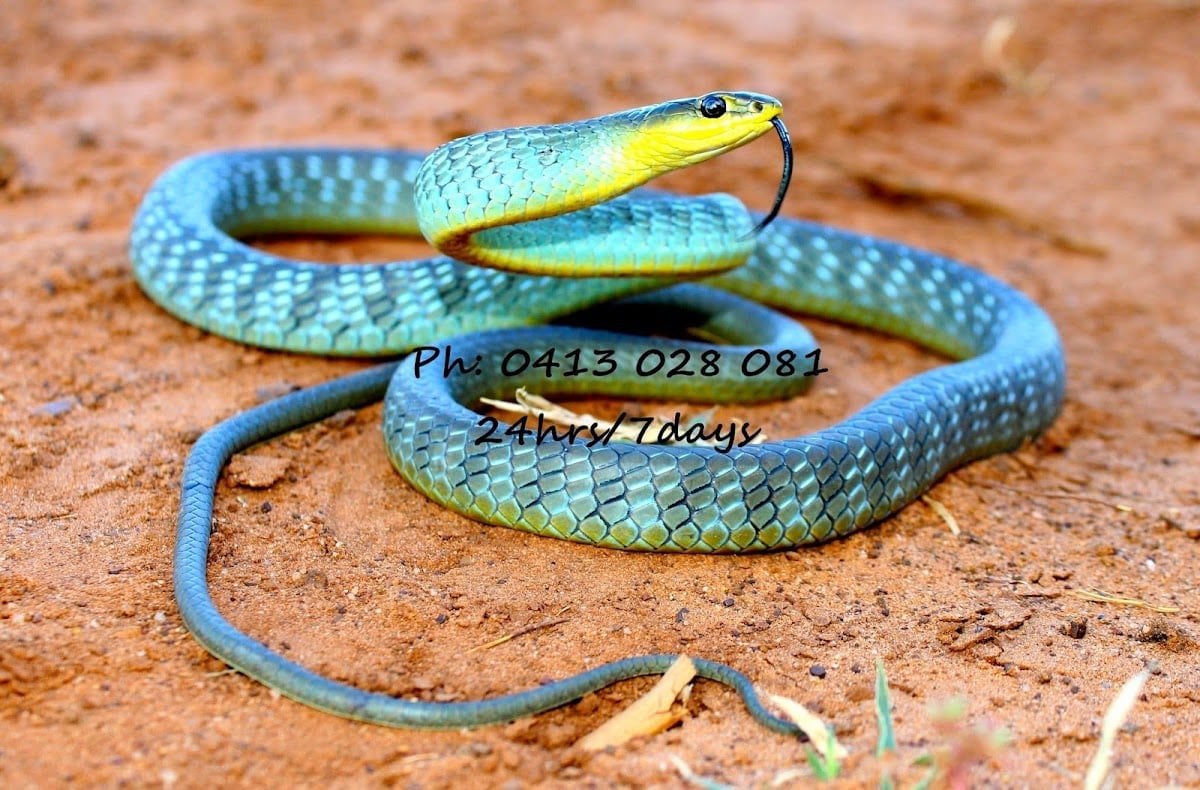 Brisbane Snake Catchers - Main project