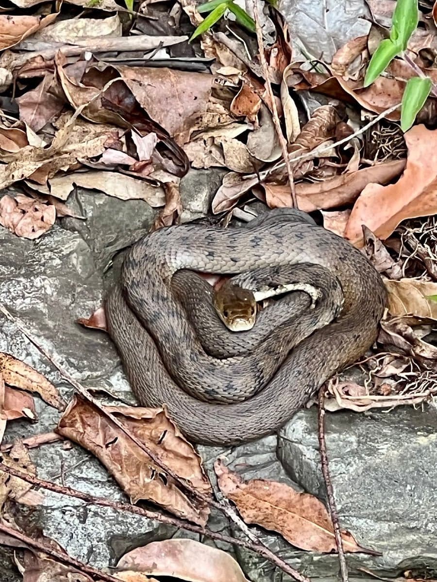 Brisbane Snake Catchers - Project 3