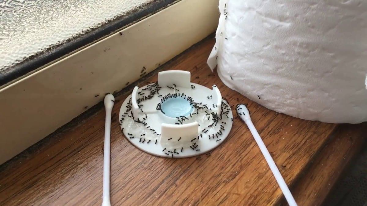 Buzz Off Termites & Pest Management Sydney - Project 2