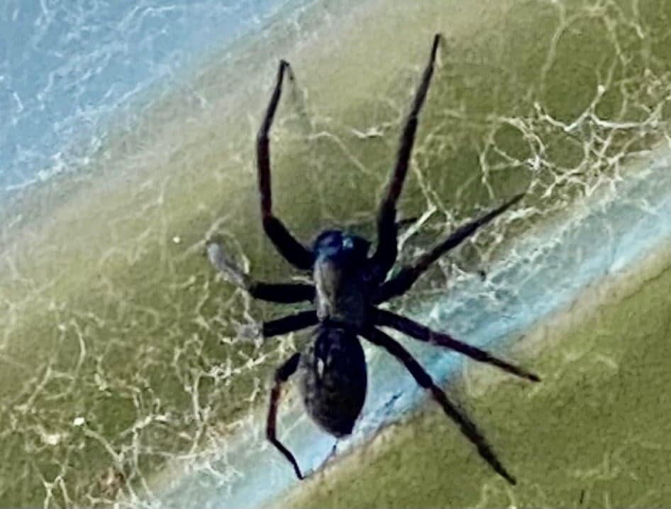 Buzz Off Termites & Pest Management Sydney - Project 4