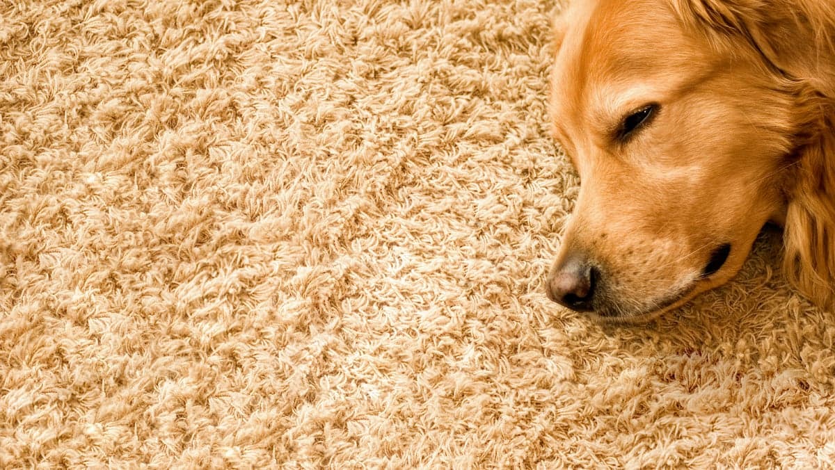 Evolution Group Carpet Cleaning and Pest Control