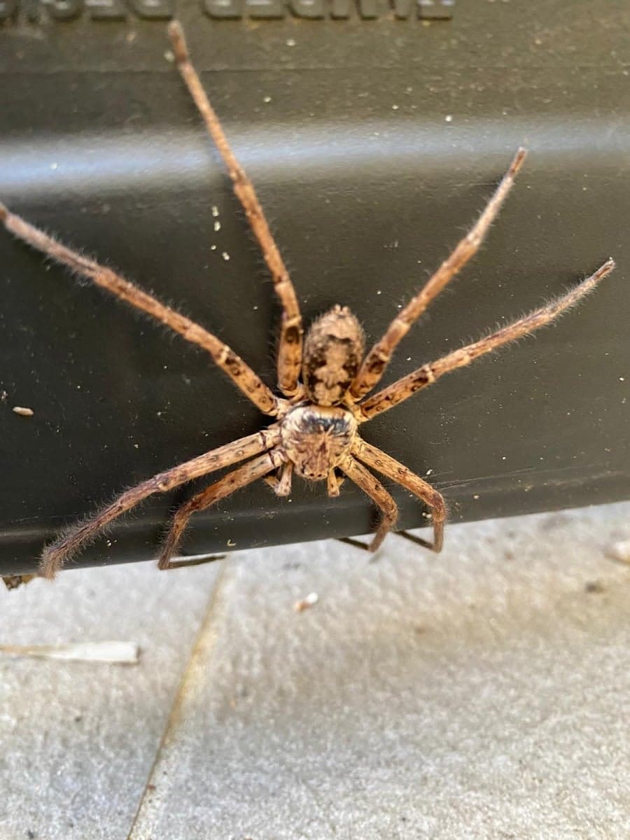 Masters Pest Control Sydney - Project 3