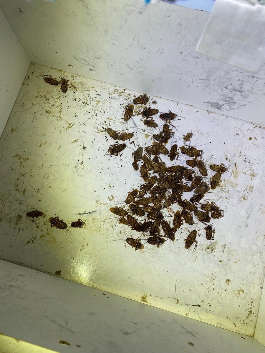 Masters Pest Control Sydney - Project 4