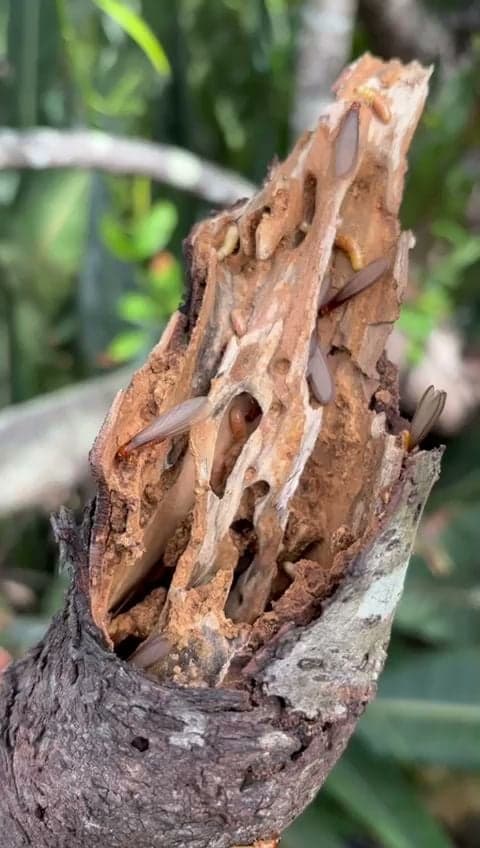 Micropest Pest Control Sydney - Project 2