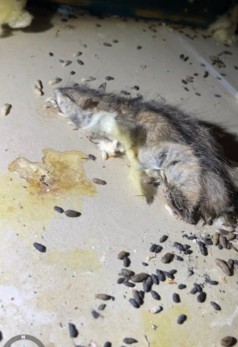 Mount Lawley Pest Control - Project 5