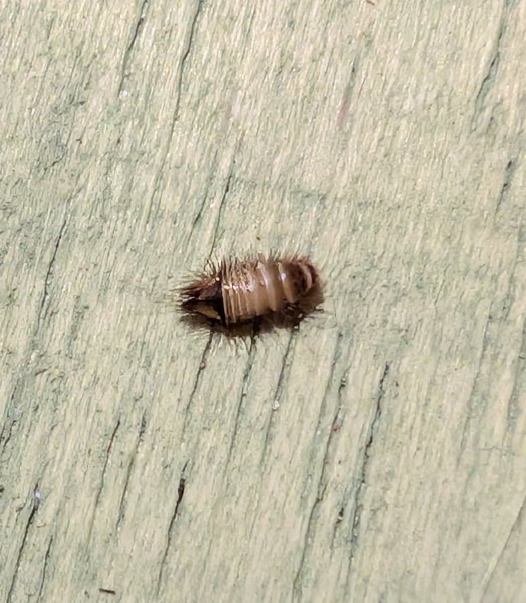 Pesti Pest Control Perth