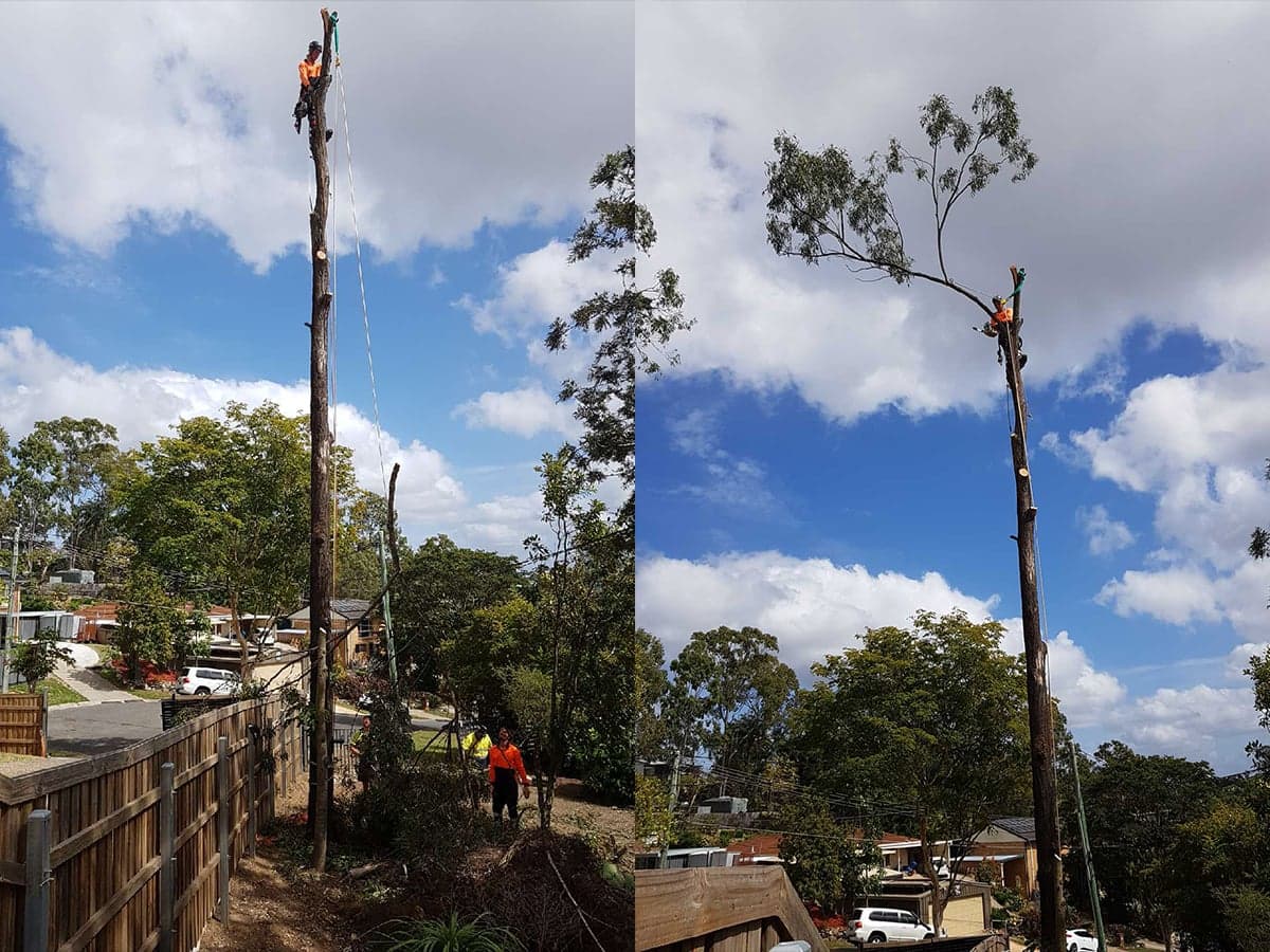 Same Day Trees & Palms Brisbane - Tree Removal & Trimming