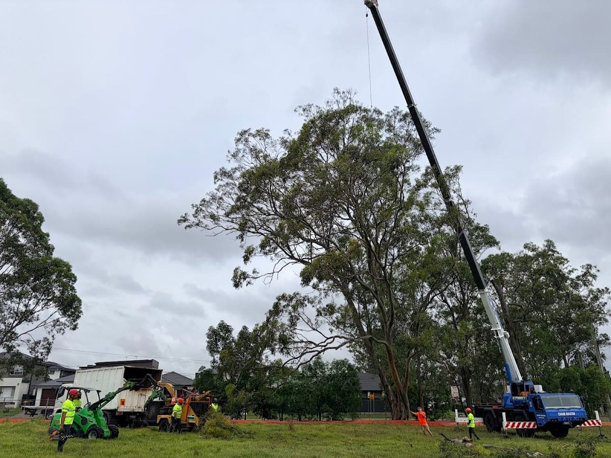 Sydney Wide Tree Cutting - Project 3
