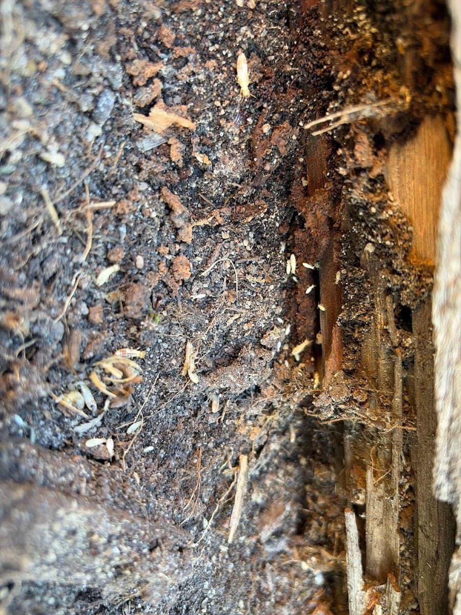 Termite Solutions Melbourne - Project 3